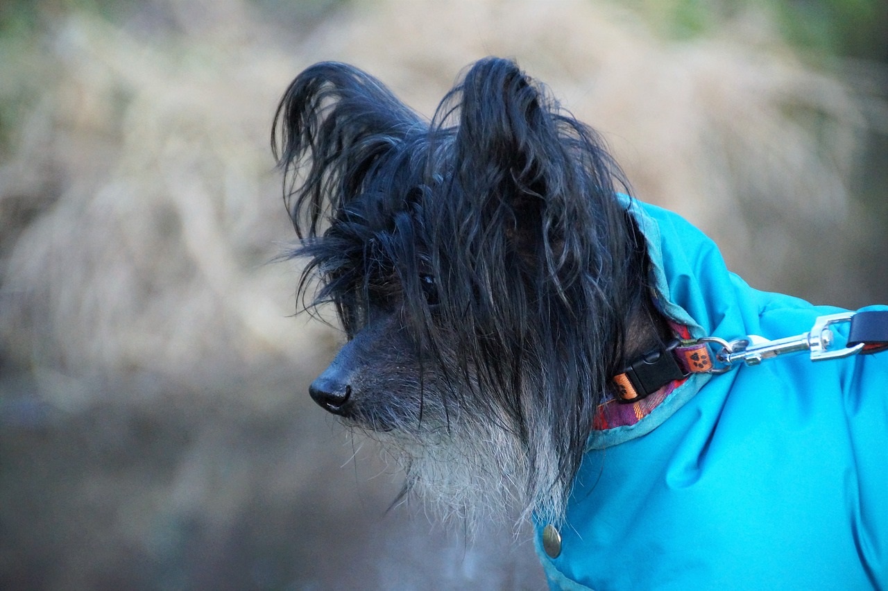 Comment se fait l'élevage du chien chinois à crête ?