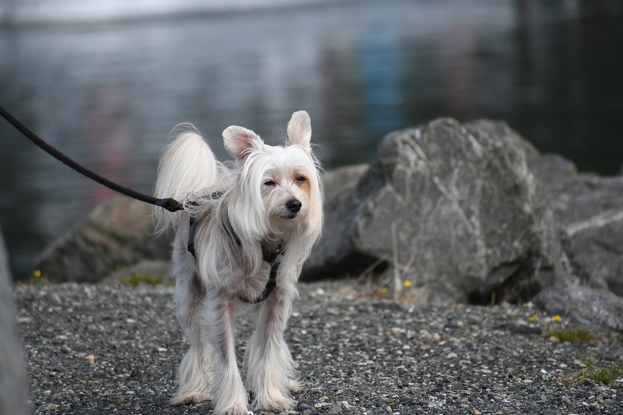Chien chinois à crête : origine et caractère