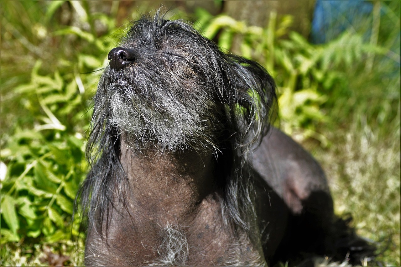Que savoir sur la santé du chien chinois à crête ?