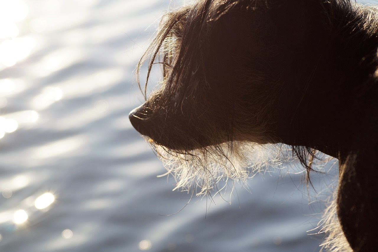 Comment éduquer le chien chinois à crête ?